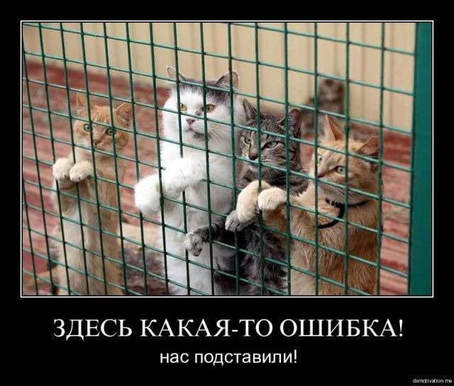 Демотиватор про преступных котэ