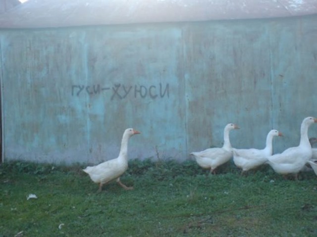 Гуси - хуюси