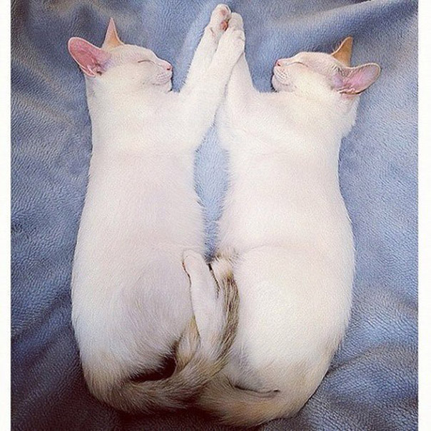 Коты-близнецы Мерри и Пиппин всегда спят в одинаковых позах