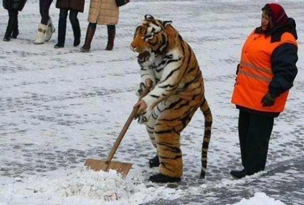 Русские тигры спешат на помошь