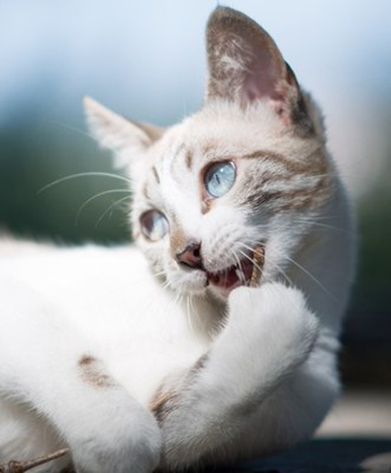 Кошка спрашивает. Кошка сделаю так. Кошка где деньги. Кот куда дела деньги