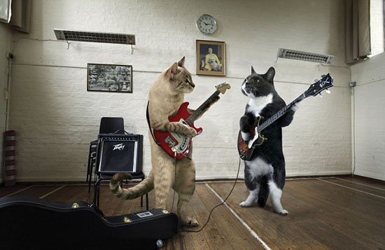 Котэ и музыка