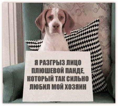 Постыдное наказание для собаки
