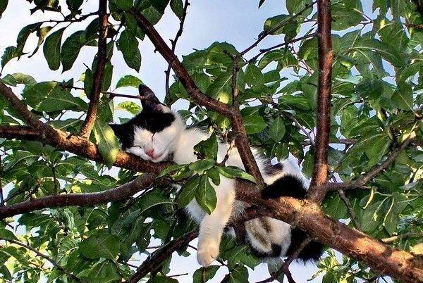 Спят усталые детишки..