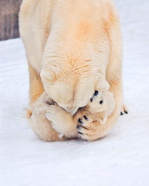 Материнская нежность..
