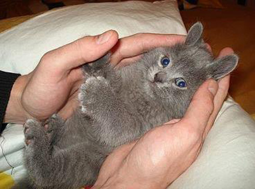 Пушистая котэзайка