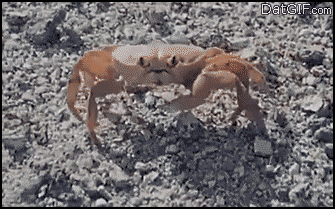 Позитивные гифки с няшками