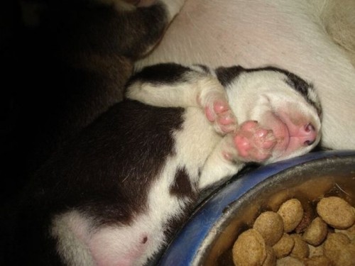 Собаки - переедаки