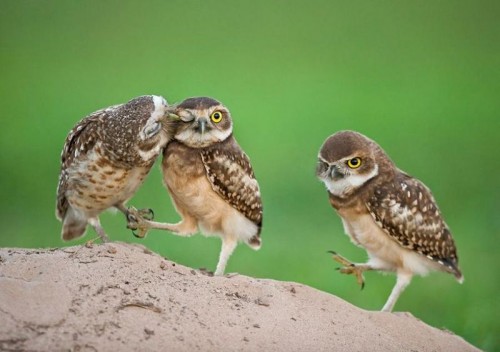 В мире животных