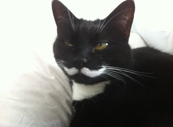 Усатые котейки