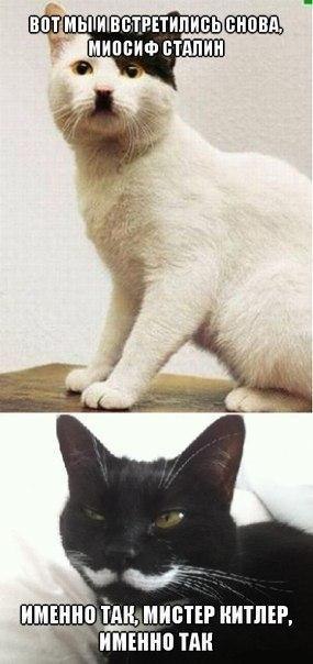 Встреча котэ-знаменитостей