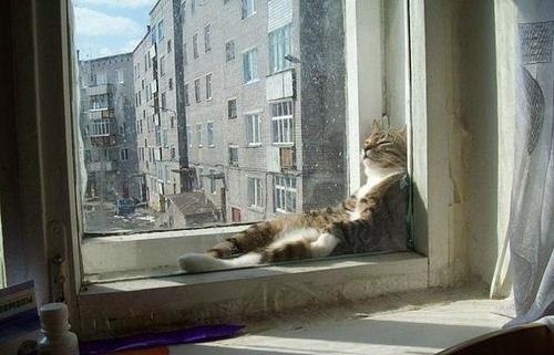 Пушистик и весеннее солнышко