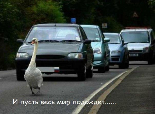  Важная Птица! И пусть весь мир подождет