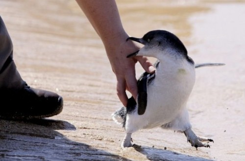 Жлой пингвинятко