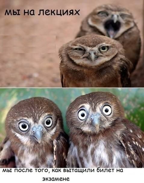 Прикольные совята