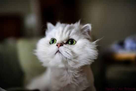 Пушистик с зелеными глазками