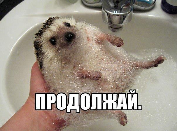 Симпатяшный ежик принимает водные процедуры