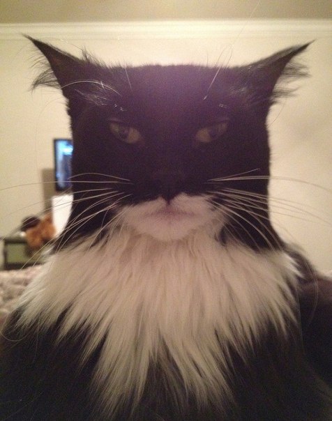 Симпатичный бэткот