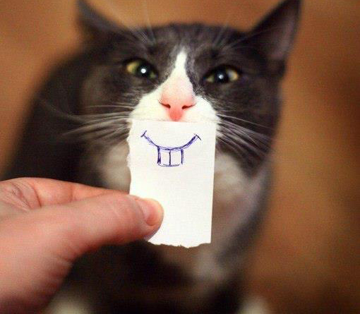 Позитивный котэ