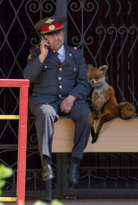 Лиса-наркоман 