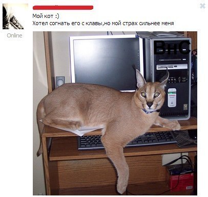 Обалденная кошака