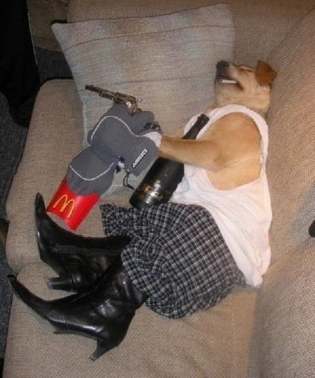 Мой хозяин - идиот!!