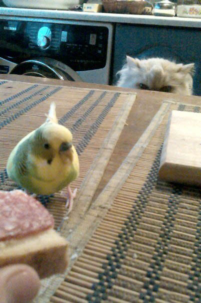 Утром кормил попугая бутером..