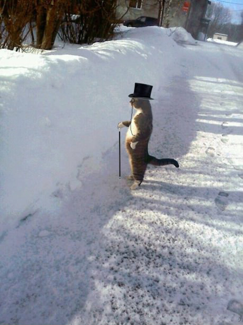 Котэ в ожидании.. 