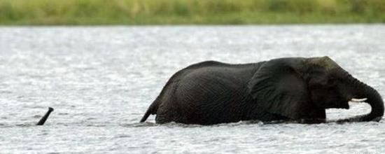 Подводная лодка следит за мамой