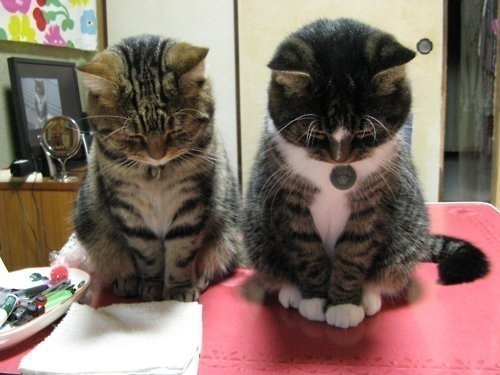 Мы больше так не будем