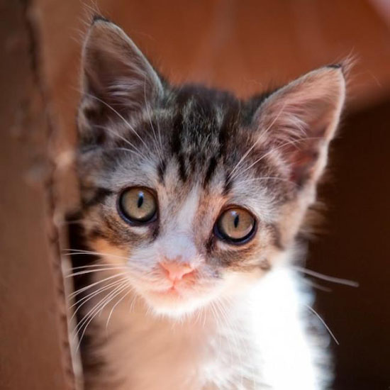 Все, что мне нужно, - любовь!