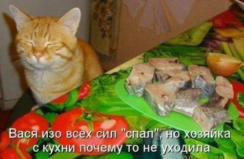 Прикольные котоматрицы