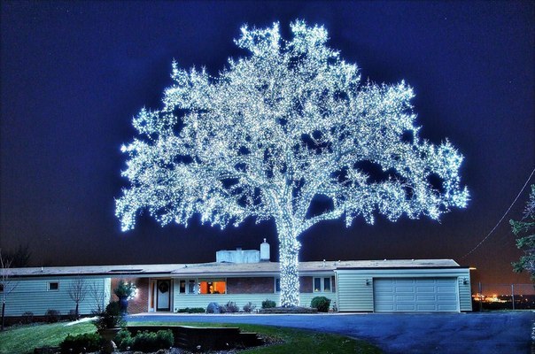 40000 светодиодов и чудо-дерево готово!