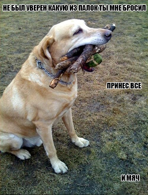 Лучший пес на свете