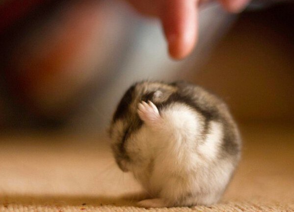 Я тебя не слышу!