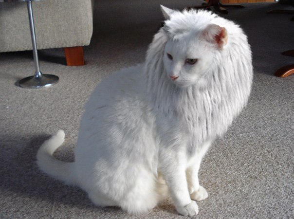 Домашний львёнок