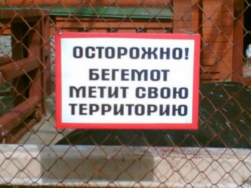 Досуг животных