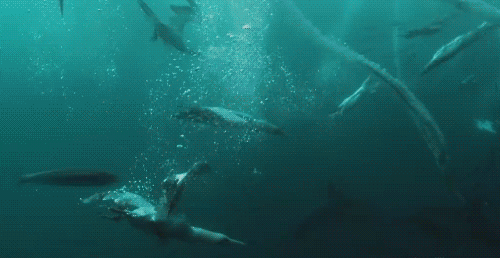 Милые гифки с няшками