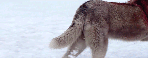 Милые гифки с няшками