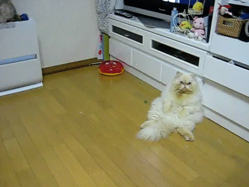 Милые гифки с няшками