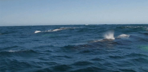 Милые гифки с няшками