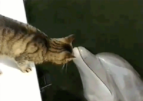 Милые гифки с няшками