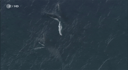 Милые гифки с няшками