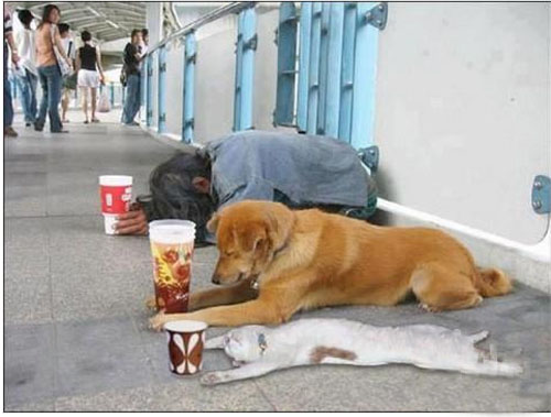 Подайте на пропитание!