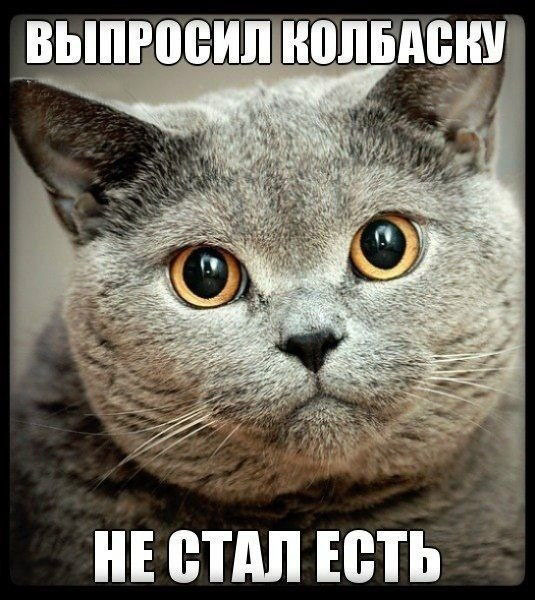 Прикольные мемы с котэ