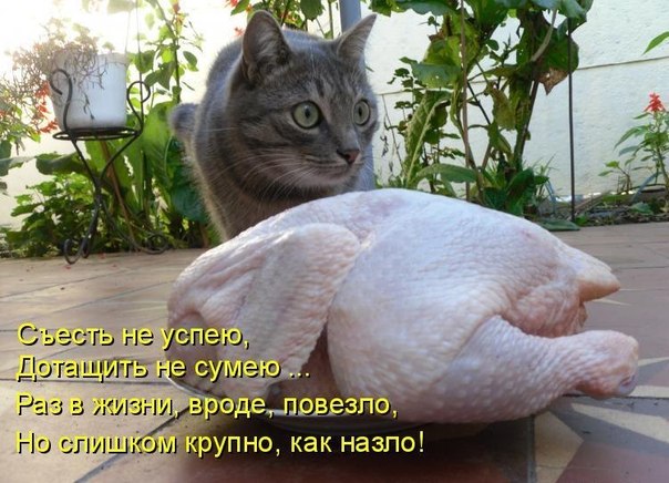 Котэ и курица