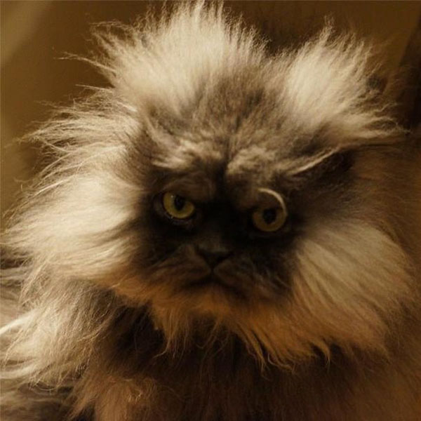 Полковник Мяу (Colonel Meow) - самый суровый в мире кот.