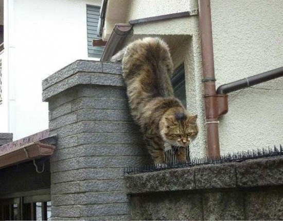 Котэ идет к своей девушке через колючую проволоку