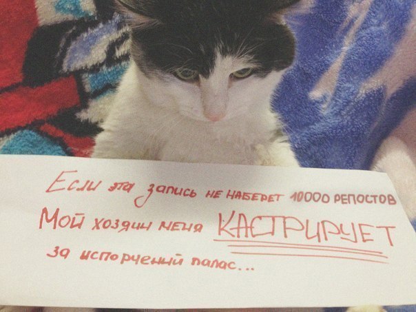 Пожалей котика!! Поставь лайк