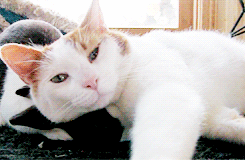 Подборка милых котеек